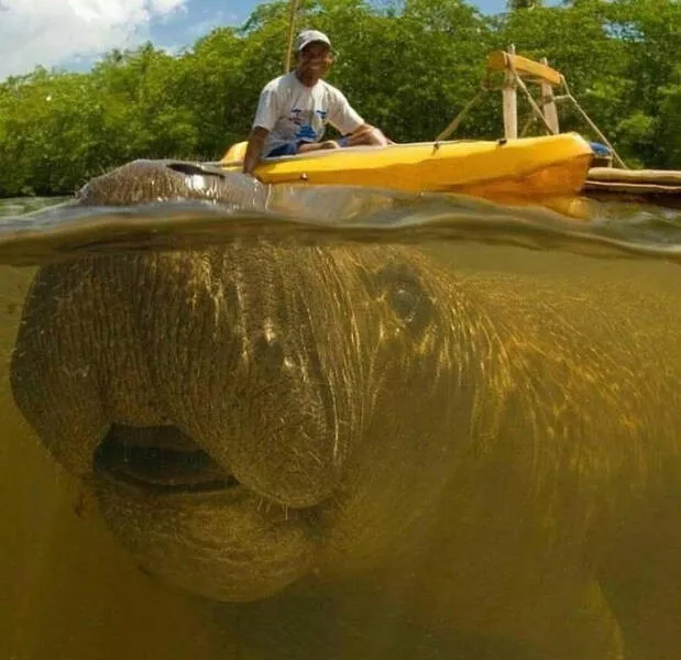 Les photobombs qui volent la vedette - #1 Les photobombs qui volent la vedette - #1