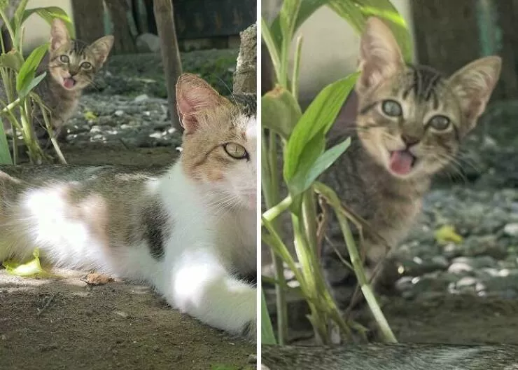 Les photobombs qui volent la vedette - #16 Les photobombs qui volent la vedette - #16