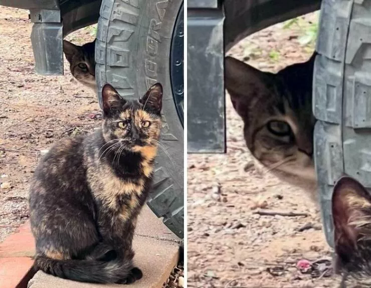 Les photobombs qui volent la vedette - #19 Les photobombs qui volent la vedette - #19