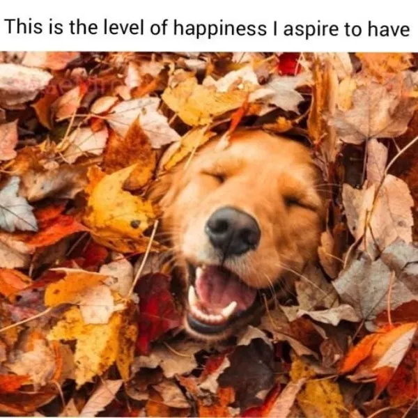 La dose de memes bienveillants du jour - #12 