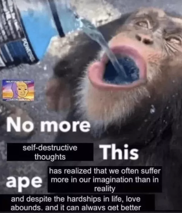 La dose de memes bienveillants du jour - #14 