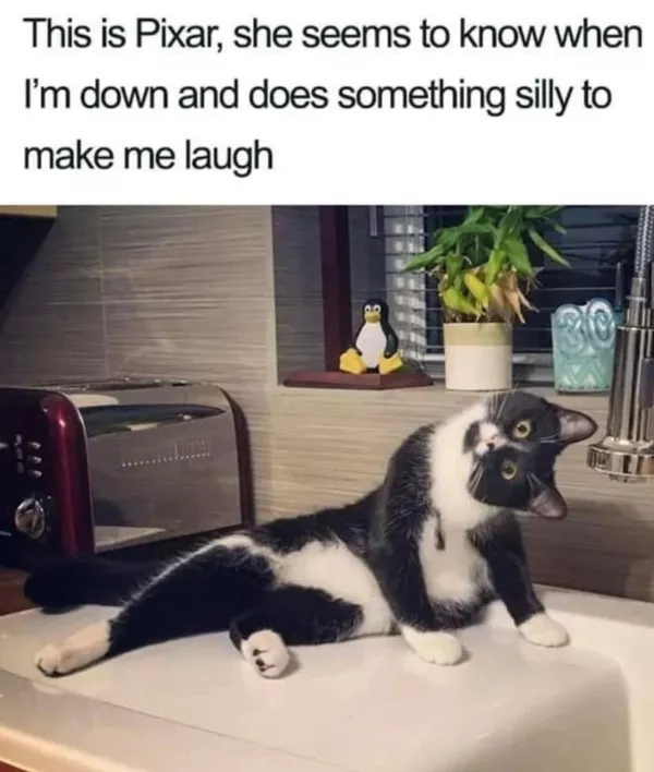 La dose de memes bienveillants du jour - #17 