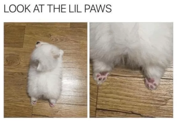 La dose de memes bienveillants du jour