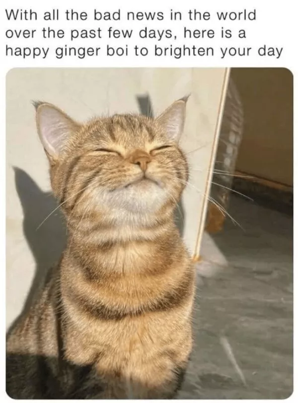 La dose de memes bienveillants du jour - #3 