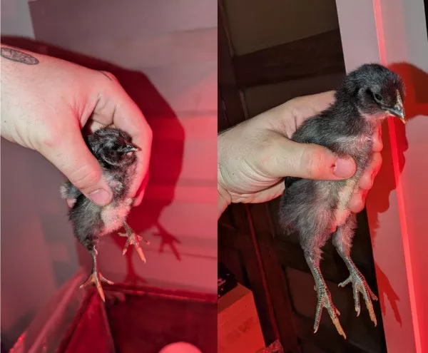 Les images impressionnantes a partager - #15 Cette photo montre la croissance d'un poussin en seulement dix jours