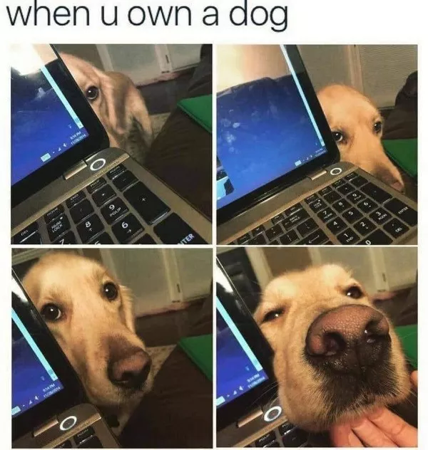 La selection de memes kitsch du jour - #2 