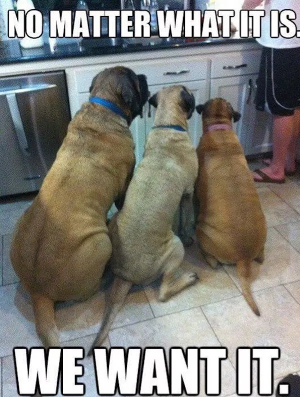 A dump of cheesy funny memes - #3 