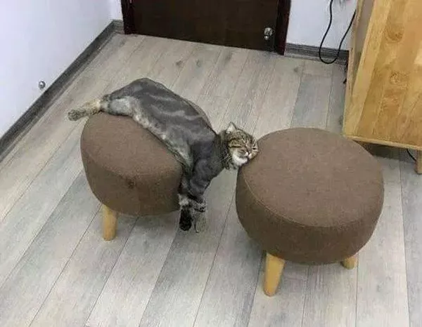 Photos chats droles et hilarants - #1 