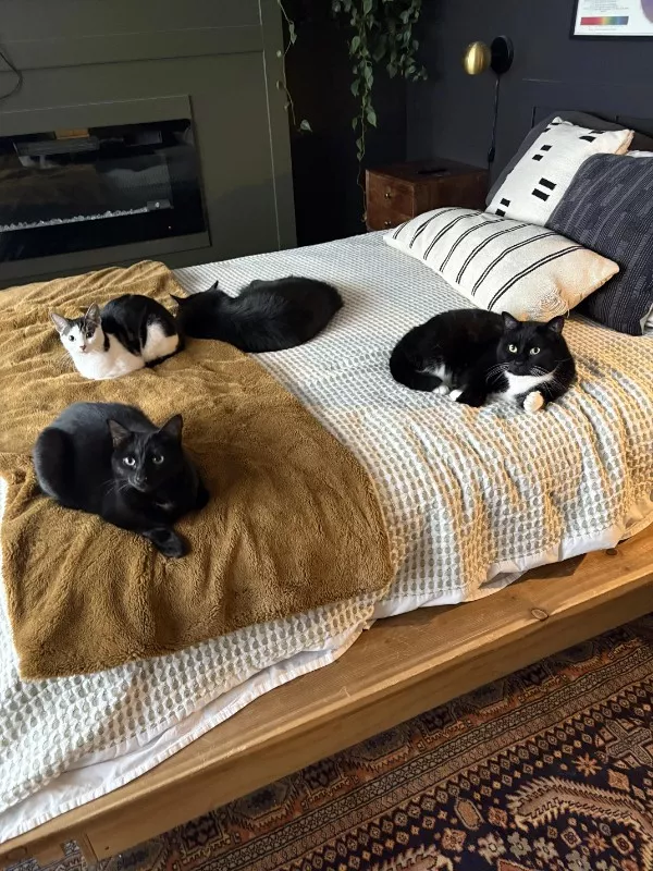 Funniest cats photos ever - #10  Funniest cats photos ever - #10