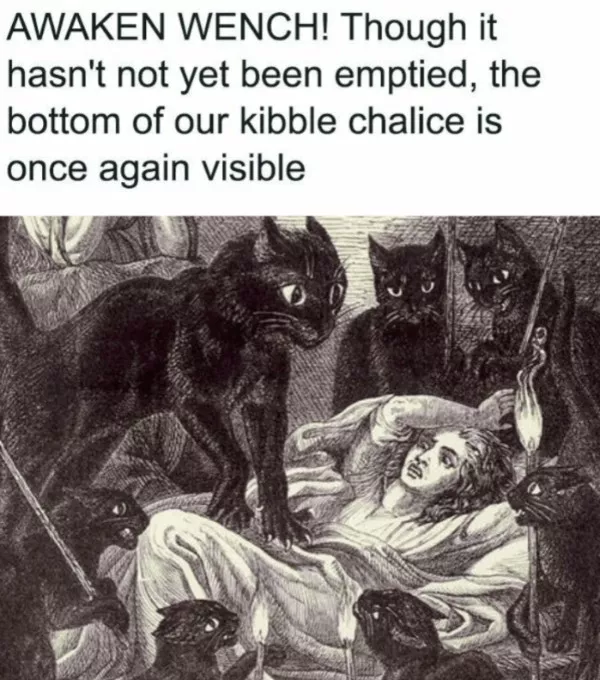 Photos chats droles et hilarants - #12 