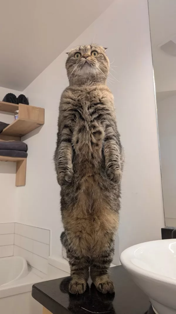 Funniest cats photos ever - #13  Funniest cats photos ever - #13