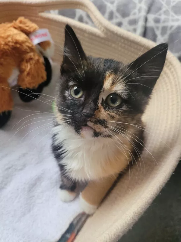 Funniest cats photos ever - #14  Funniest cats photos ever - #14