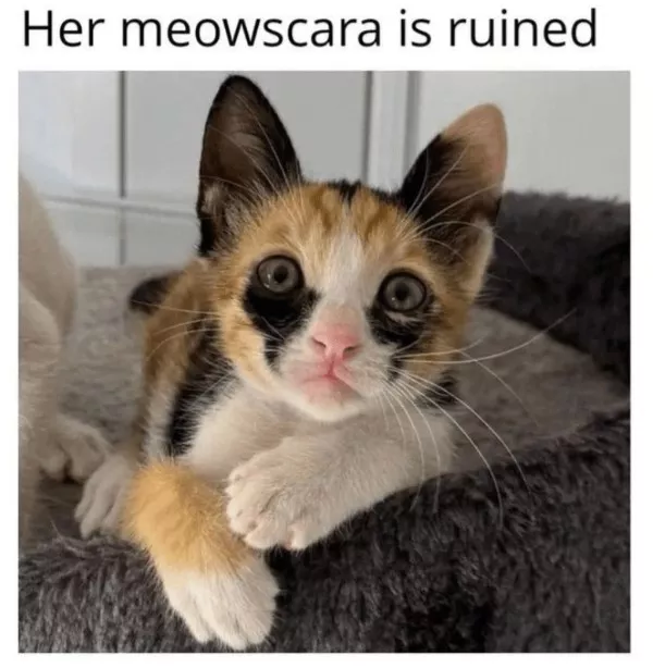 Funniest cats photos ever - #15  Funniest cats photos ever - #15