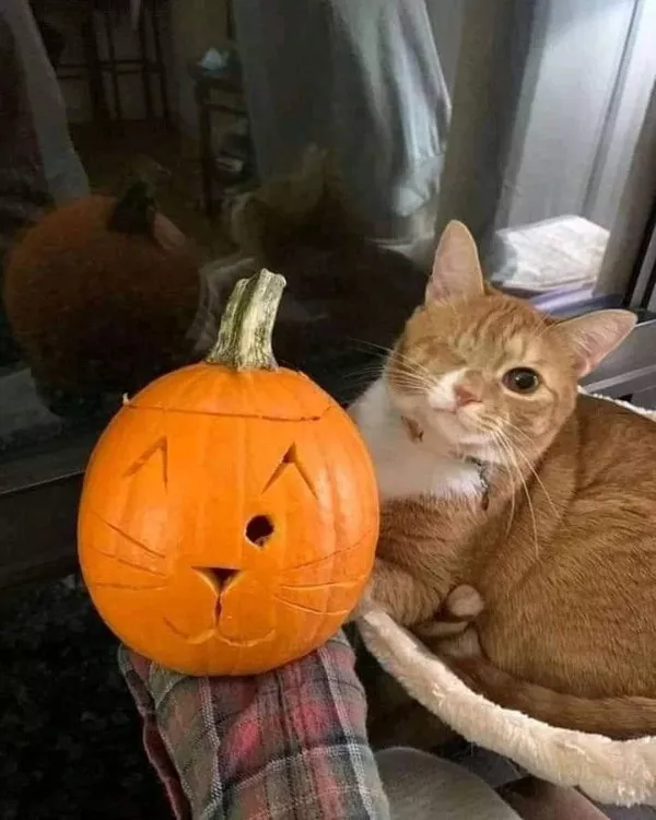 Funniest cats photos ever - #17  Funniest cats photos ever - #17