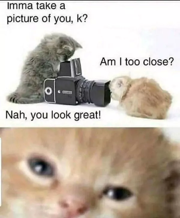 Funniest cats photos ever - #18  Funniest cats photos ever - #18