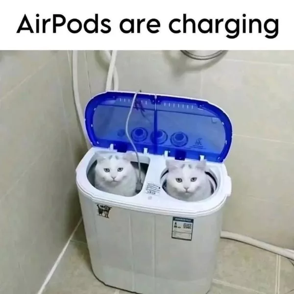 Funniest cats photos ever Funniest cats photos ever