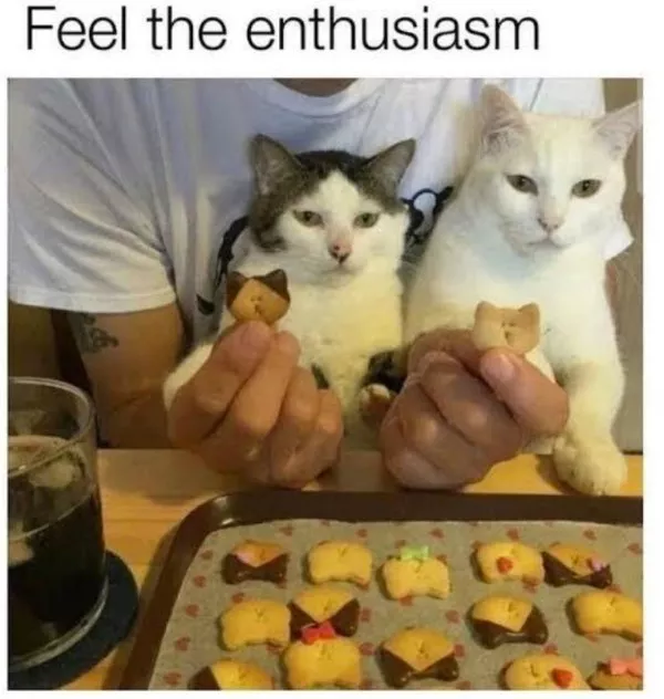 Funniest cats photos ever - #22 Funniest cats photos ever - #22