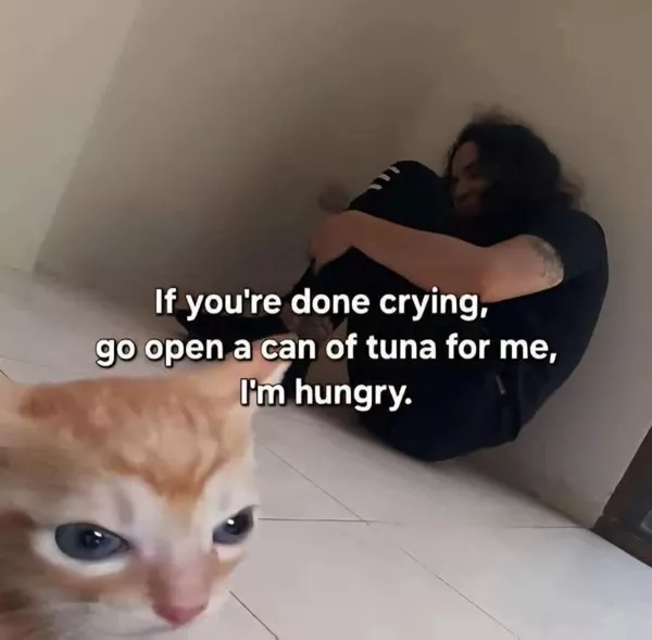 Funniest cats photos ever - #24 Funniest cats photos ever - #24