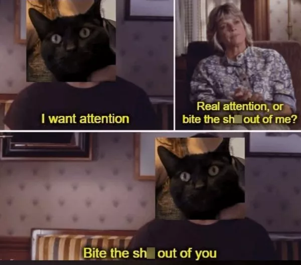 Photos chats droles et hilarants - #25 