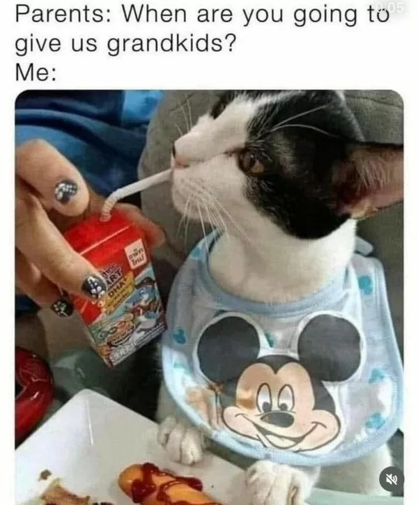 Funniest cats photos ever - #26 Funniest cats photos ever - #26