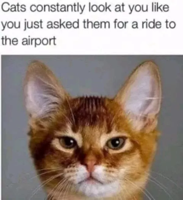 Funniest cats photos ever - #27 Funniest cats photos ever - #27