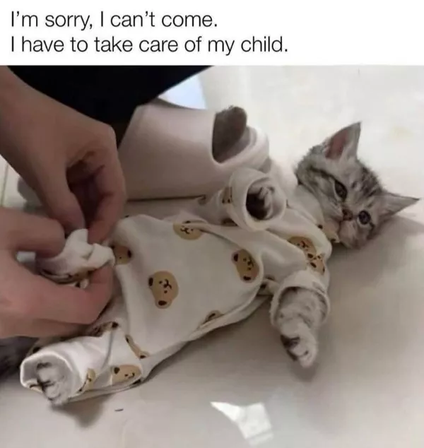 Funniest cats photos ever - #28 Funniest cats photos ever - #28