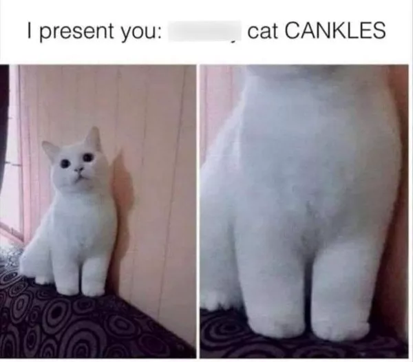 Funniest cats photos ever - #29 Funniest cats photos ever - #29