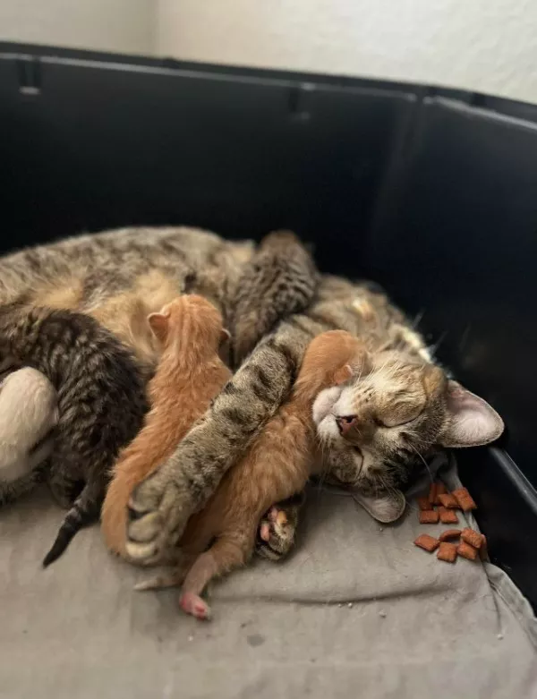 Funniest cats photos ever - #30 Funniest cats photos ever - #30