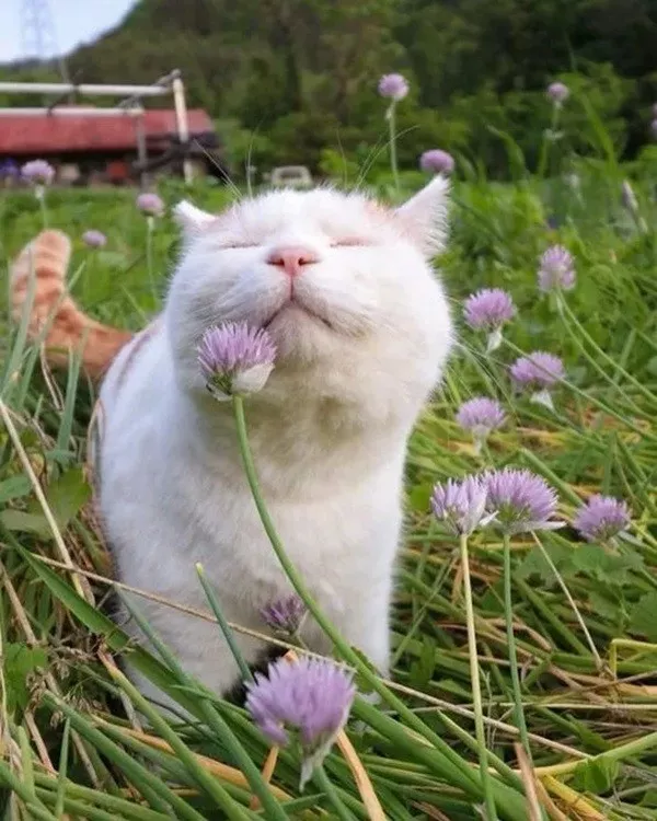 Funniest cats photos ever - #4  Funniest cats photos ever - #4