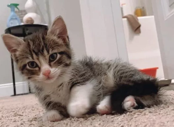 Funniest cats photos ever - #5  Funniest cats photos ever - #5