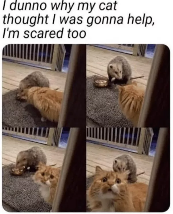 Funniest cats photos ever - #6  Funniest cats photos ever - #6