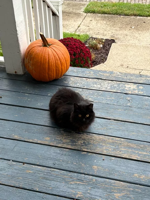 Funniest cats photos ever - #7  Funniest cats photos ever - #7