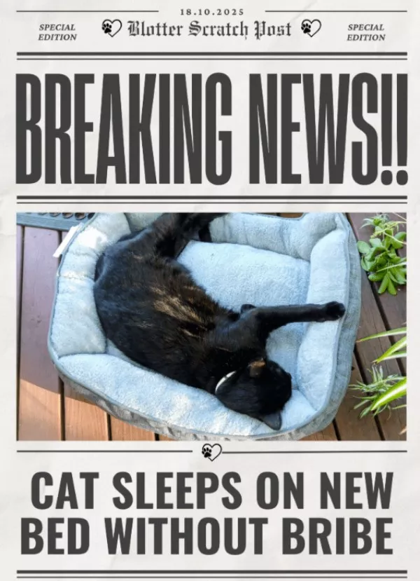 Funniest cats photos ever - #8  Funniest cats photos ever - #8