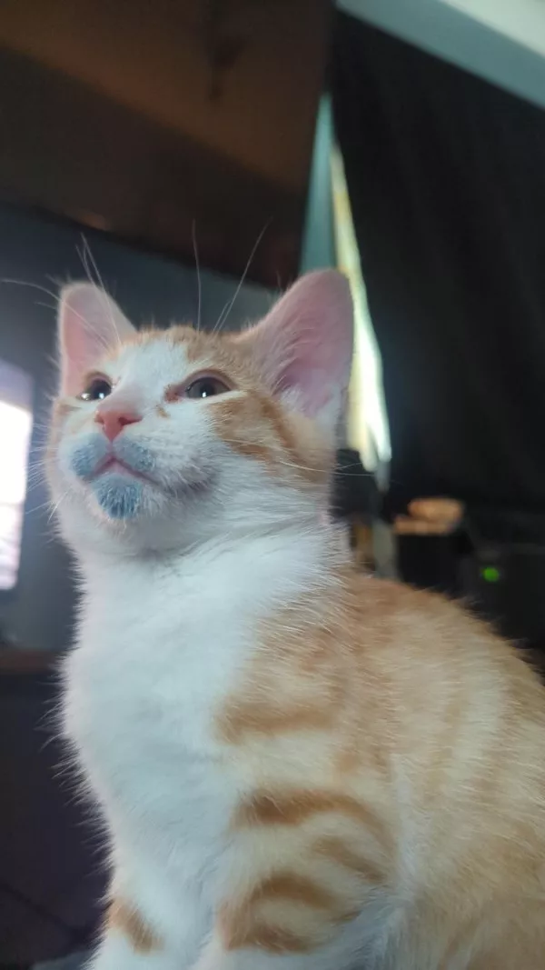 Funniest cats photos ever - #9  Funniest cats photos ever - #9