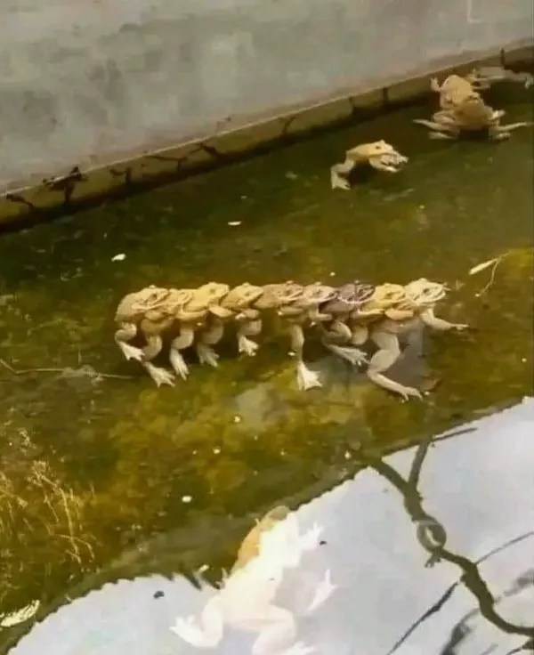 Preparez vous a un wtf visuel inoubliable - #4 