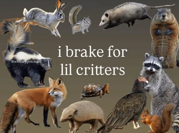 Une dose tendre de memes bienveillants - #1  Une dose tendre de memes bienveillants - #1