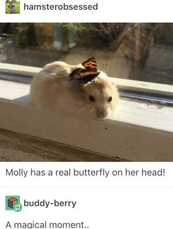 A cozy collection of wholesome memes - #11 