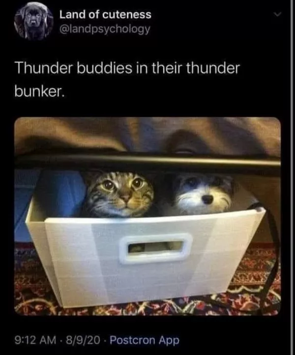 A cozy collection of wholesome memes - #14 