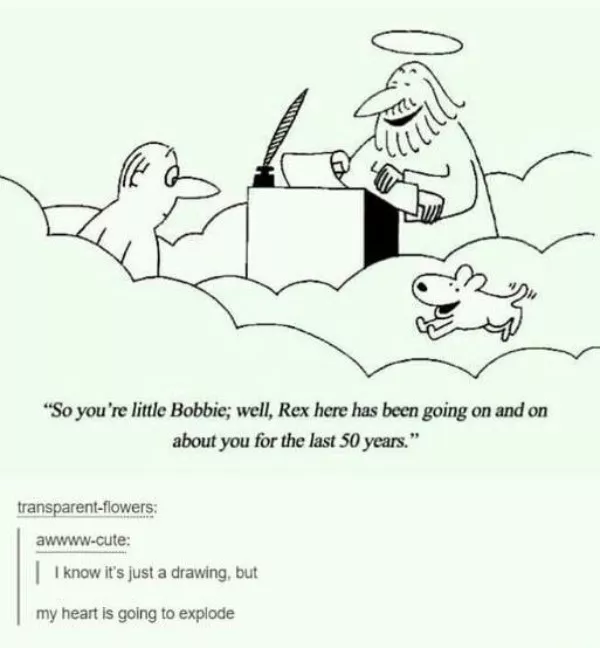 A cozy collection of wholesome memes - #20 