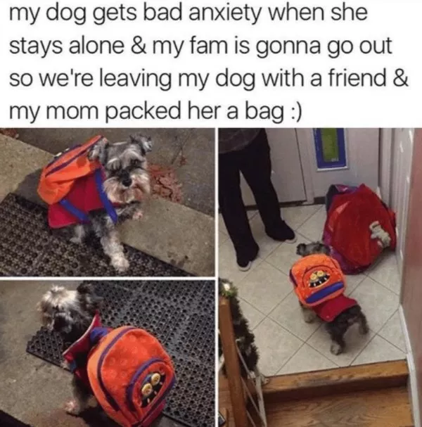 A cozy collection of wholesome memes - #9 