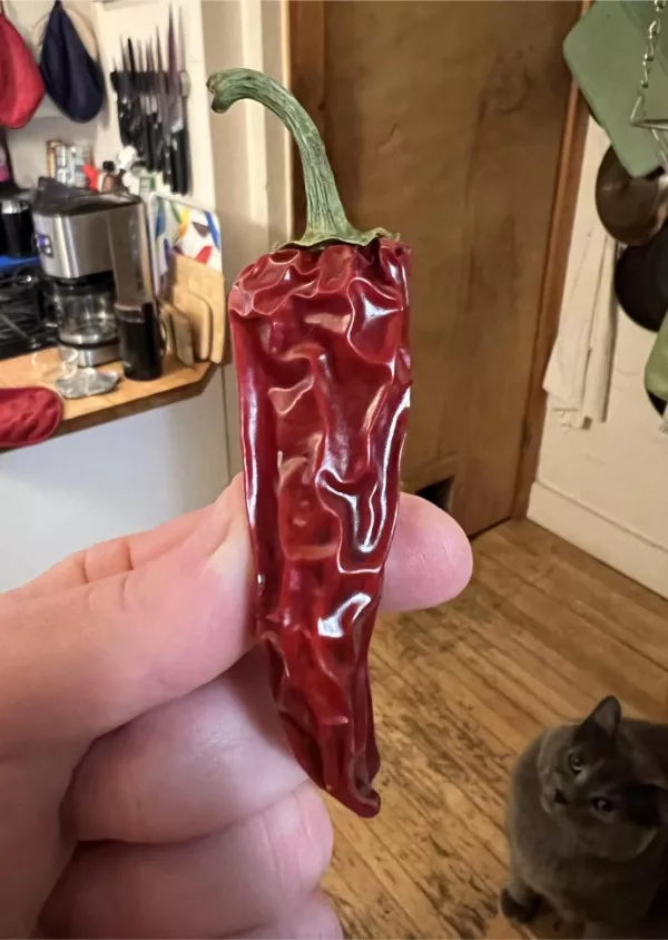 Mildly interesting moments caught in pics - #14 Pepper that fell behind the fridge dried perfectly instead of molding Mildly interesting moments caught in pics - #14 Pepper that fell behind the fridge dried perfectly instead of molding