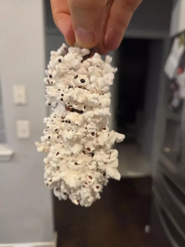 Un brin detonnement et dhumour - #19 J'ai essayé de faire éclater mon pop-corn sur l'épi Un brin detonnement et dhumour - #19 J'ai essayé de faire éclater mon pop-corn sur l'épi