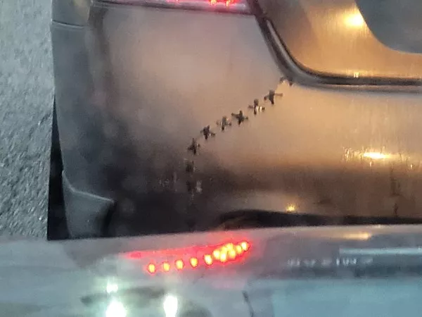 Mildly interesting moments caught in pics - #22 Mega props to whoever stitched their car back together!