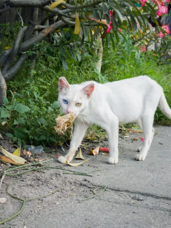 Mildly interesting moments caught in pics - #5 This stray cat has two different colour eyes Mildly interesting moments caught in pics - #5 This stray cat has two different colour eyes