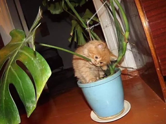 Picdump 21 - #71 