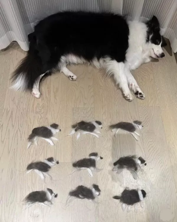 Images qui ravissent nos yeux - #4 Petits chiens faits à partir d'un grand chien