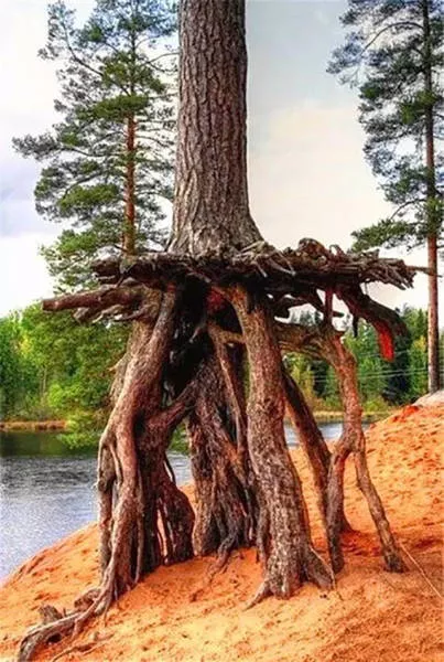 The 40 best photos on the internet - #12 