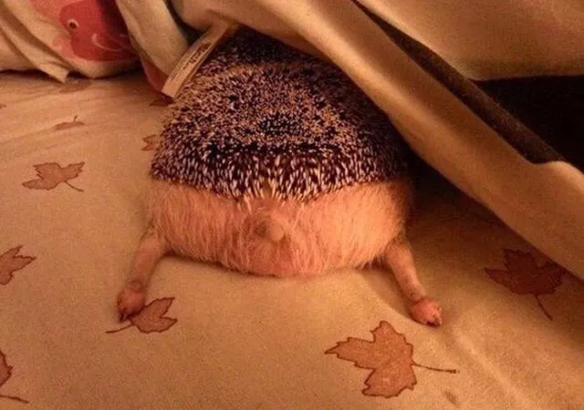 The 40 best photos on the internet - #25 