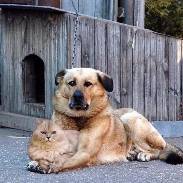 The 40 best photos on the internet - #26 