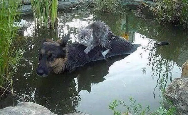 The 40 best photos on the internet - #29 